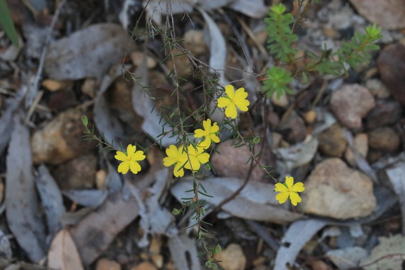 Hibbertia lignescens photo 8