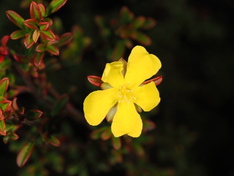 Hibbertia linearis