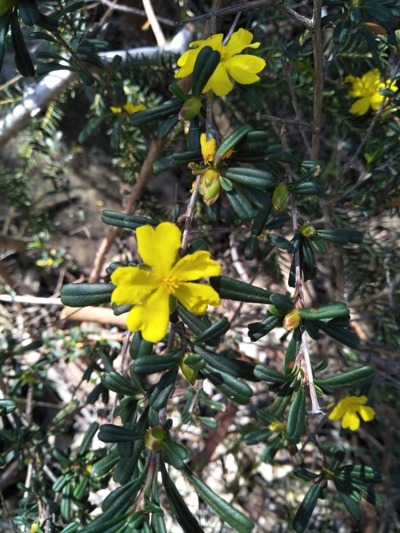 Hibbertia linearis photo 2