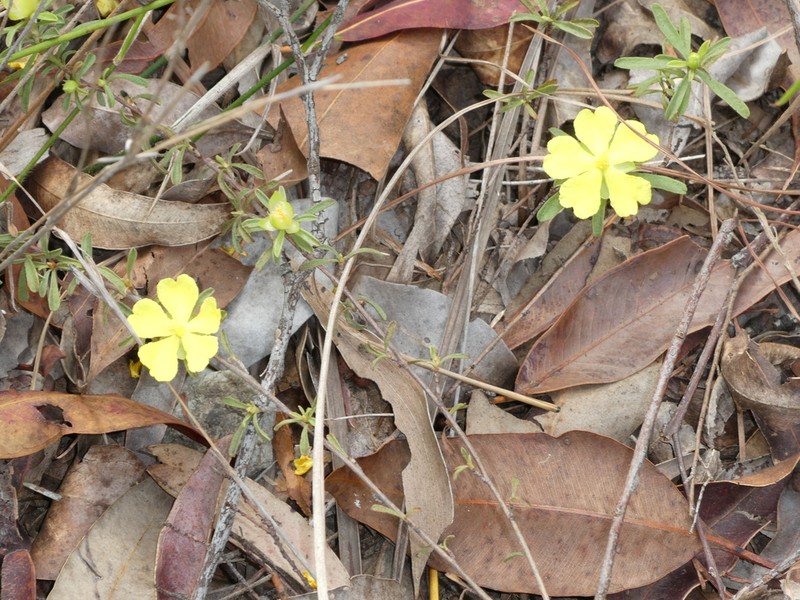 Hibbertia linearis photo 3
