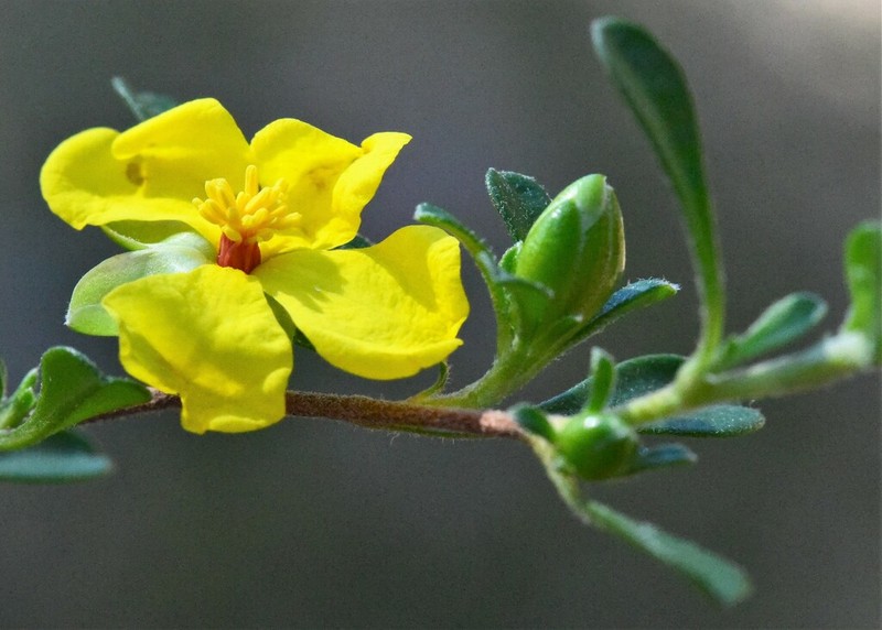 Hibbertia linearis photo 4