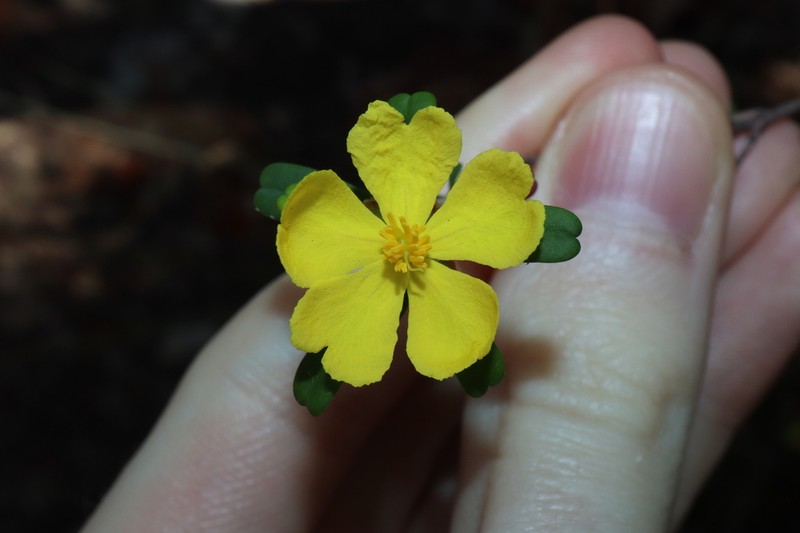 Hibbertia linearis photo 5
