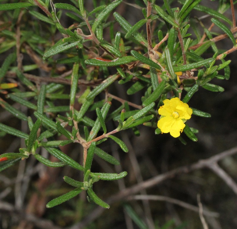 Hibbertia linearis photo 6