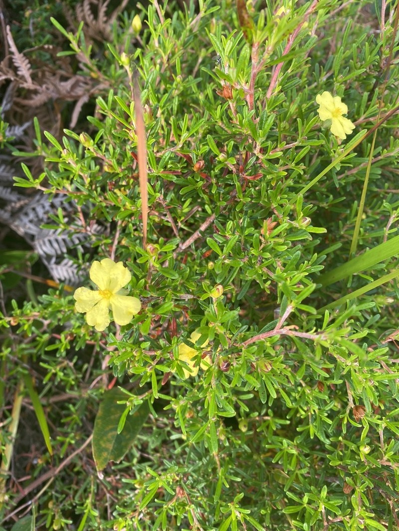 Hibbertia linearis photo 7