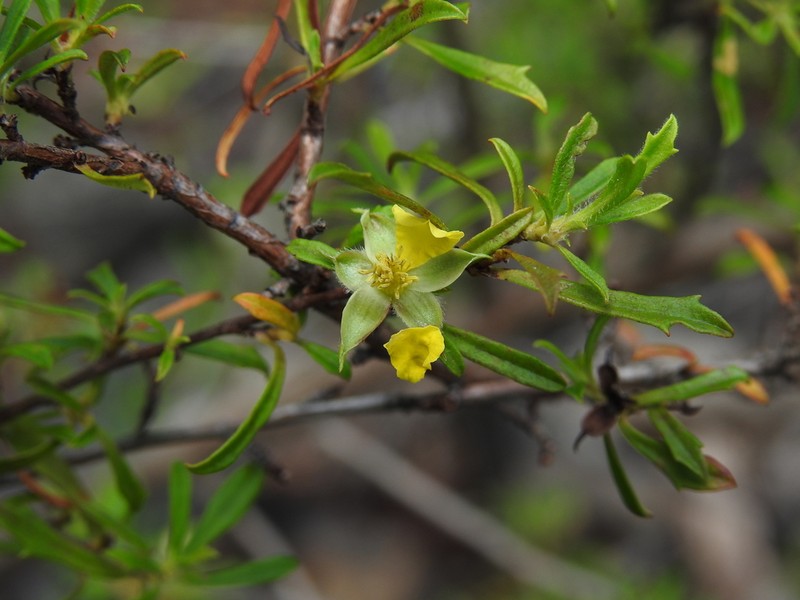 Hibbertia linearis photo 8