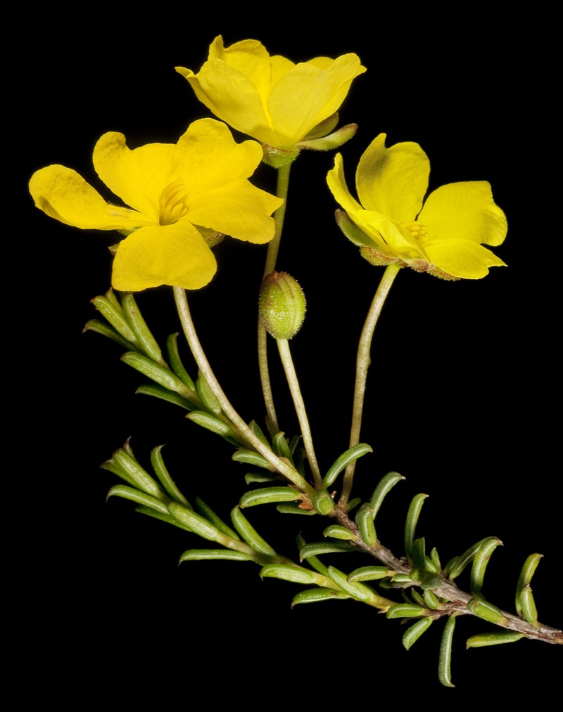 Hibbertia lineata
