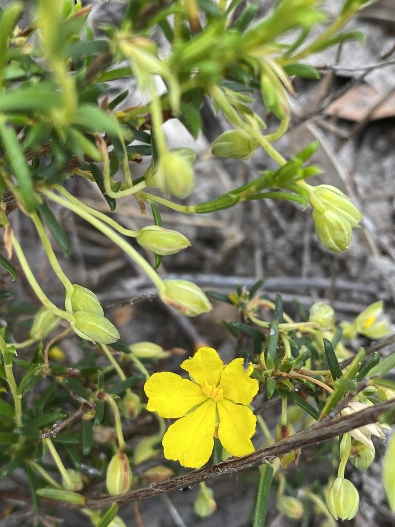 Hibbertia lineata photo 2