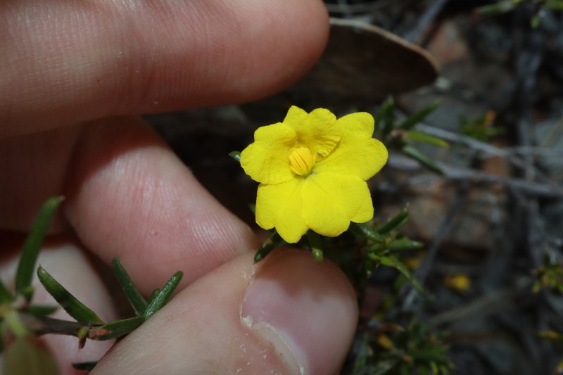 Hibbertia lineata photo 3
