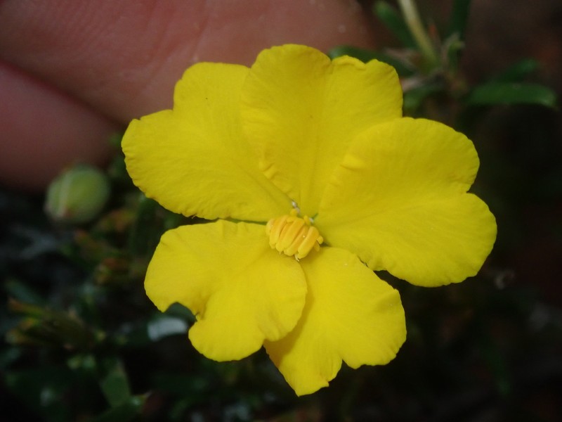 Hibbertia lineata photo 4