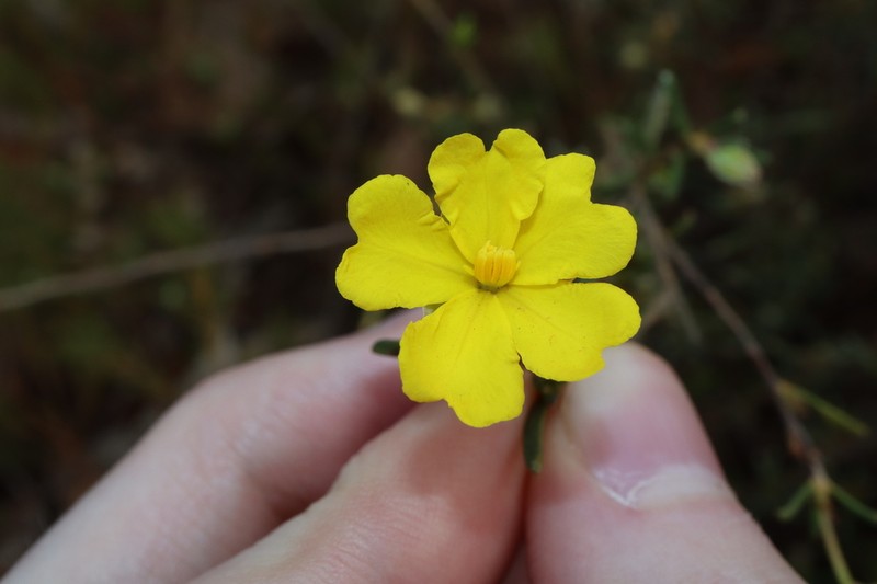 Hibbertia lineata photo 5