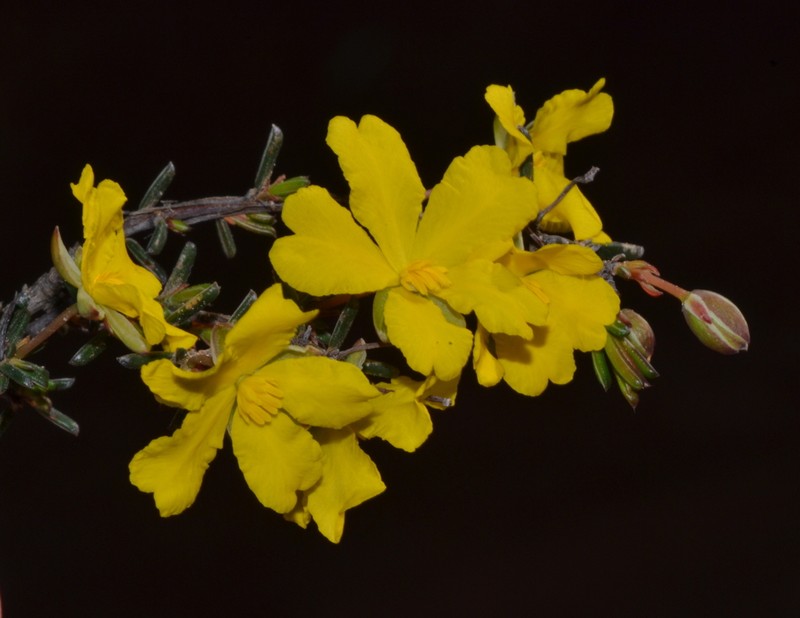 Hibbertia lineata photo 6