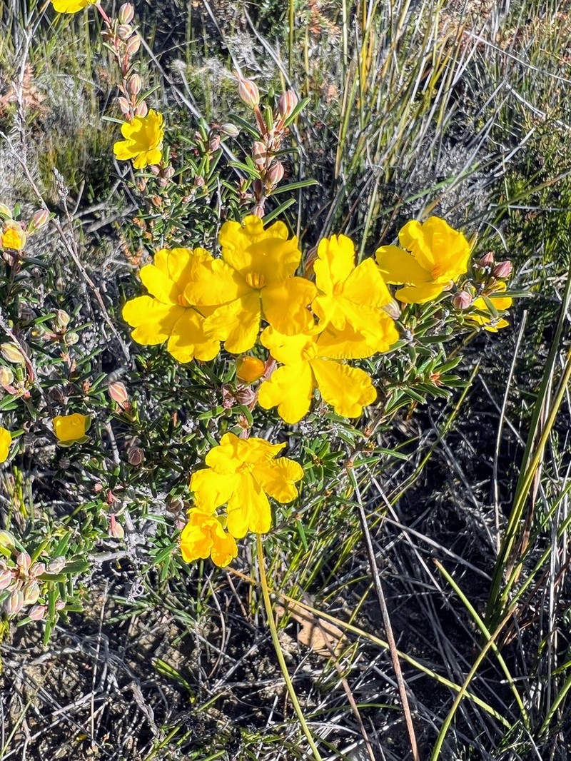 Hibbertia lineata photo 7