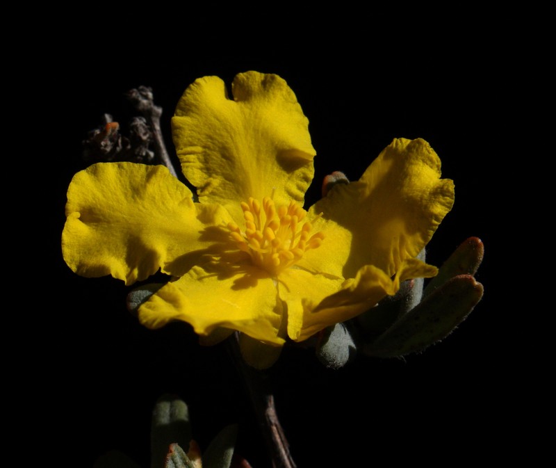 Hibbertia lividula photo 2