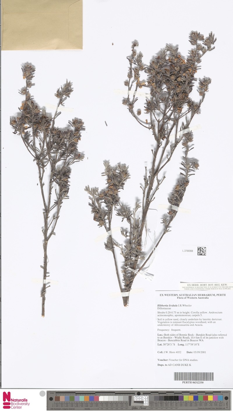 Hibbertia lividula photo 3