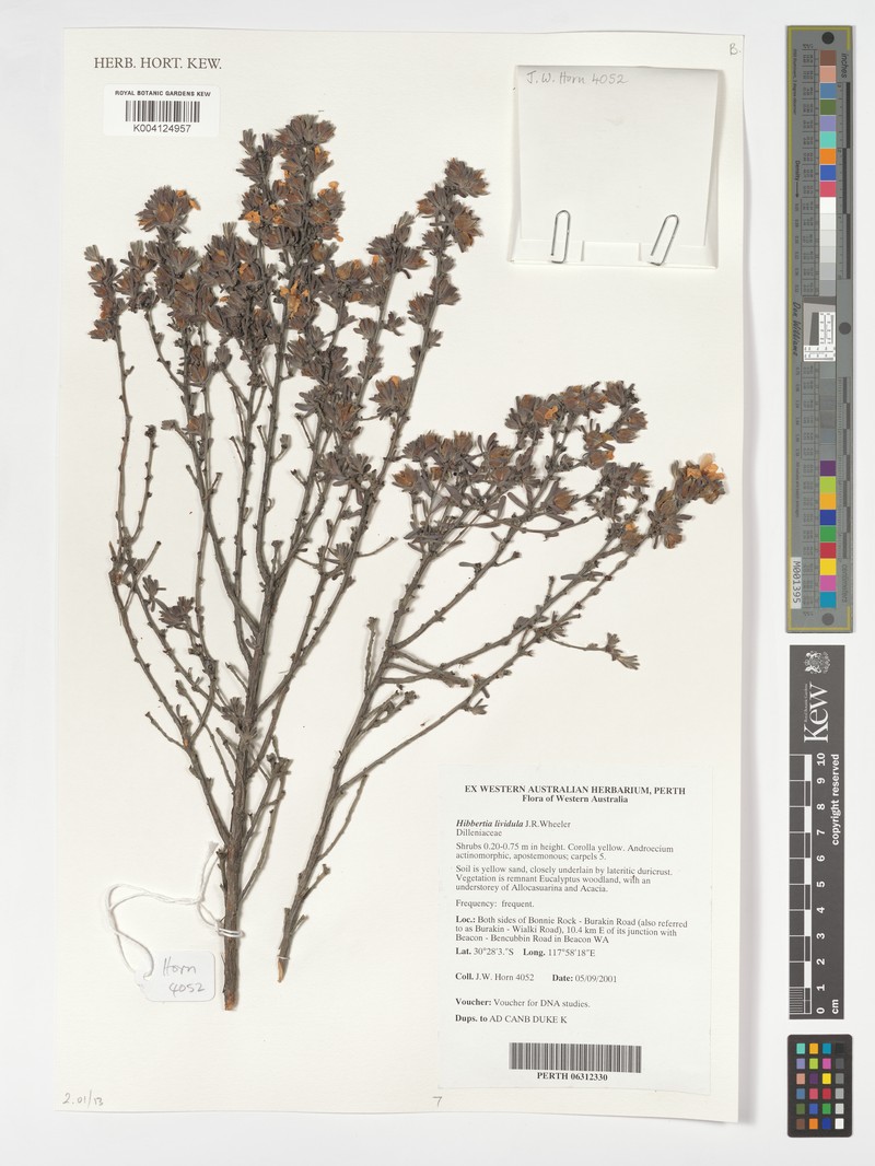 Hibbertia lividula photo 4