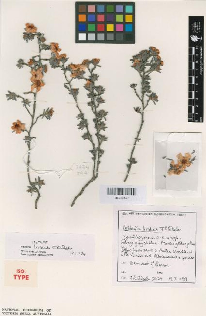 Hibbertia lividula photo 5