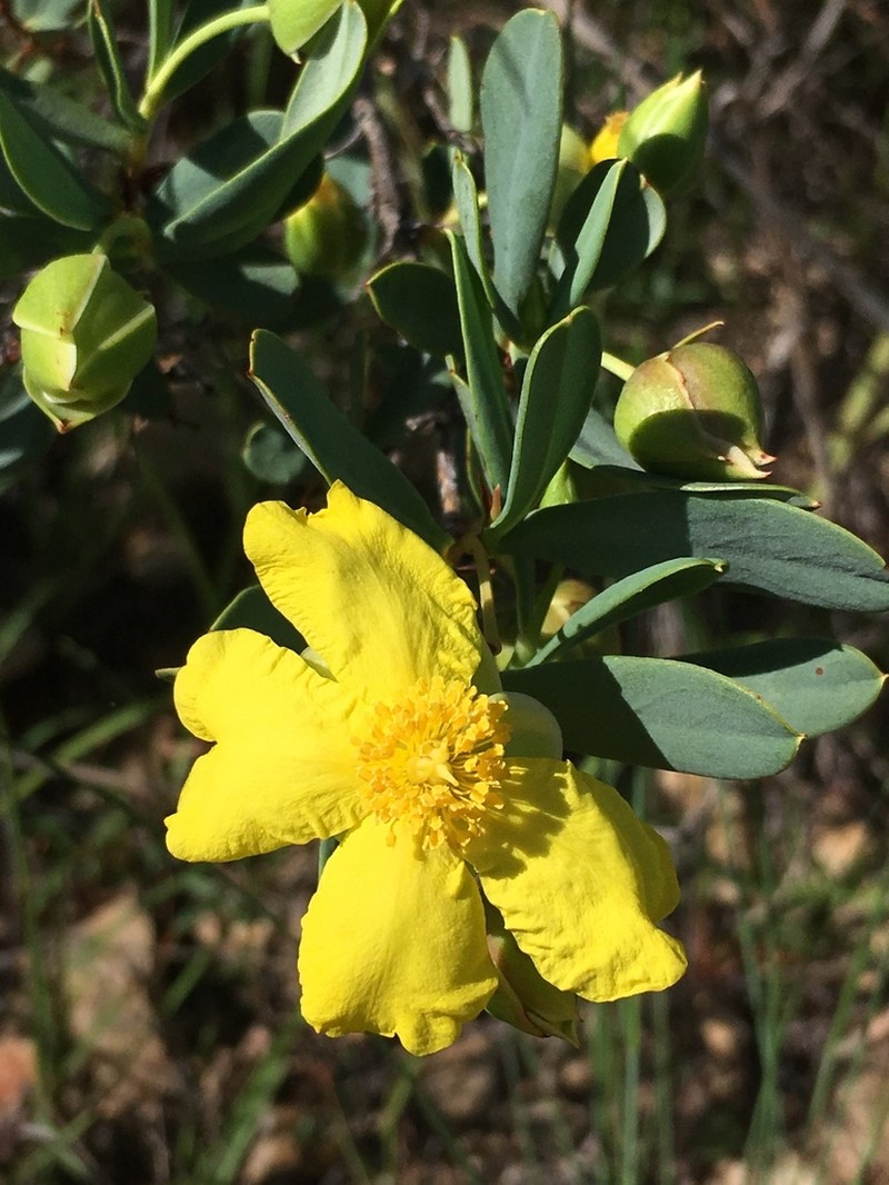 Hibbertia longifolia photo 2