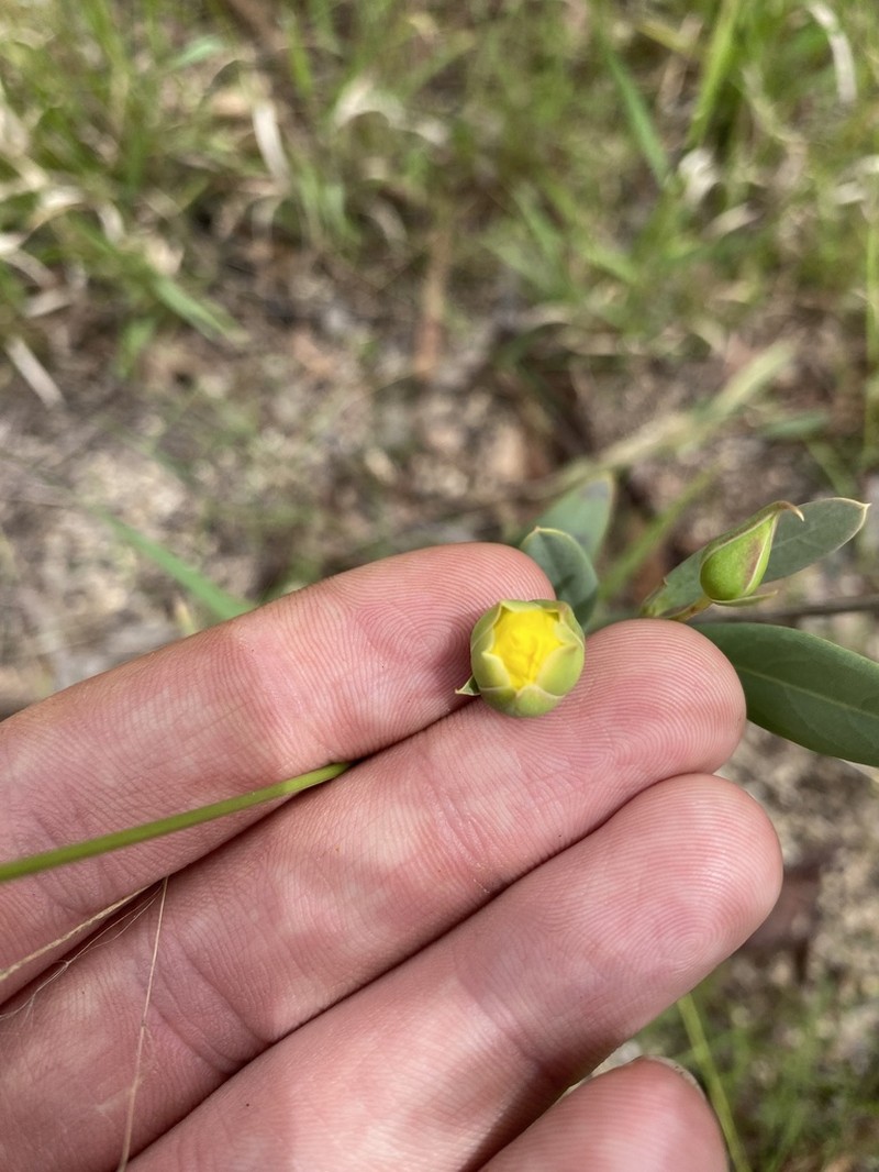 Hibbertia longifolia photo 3