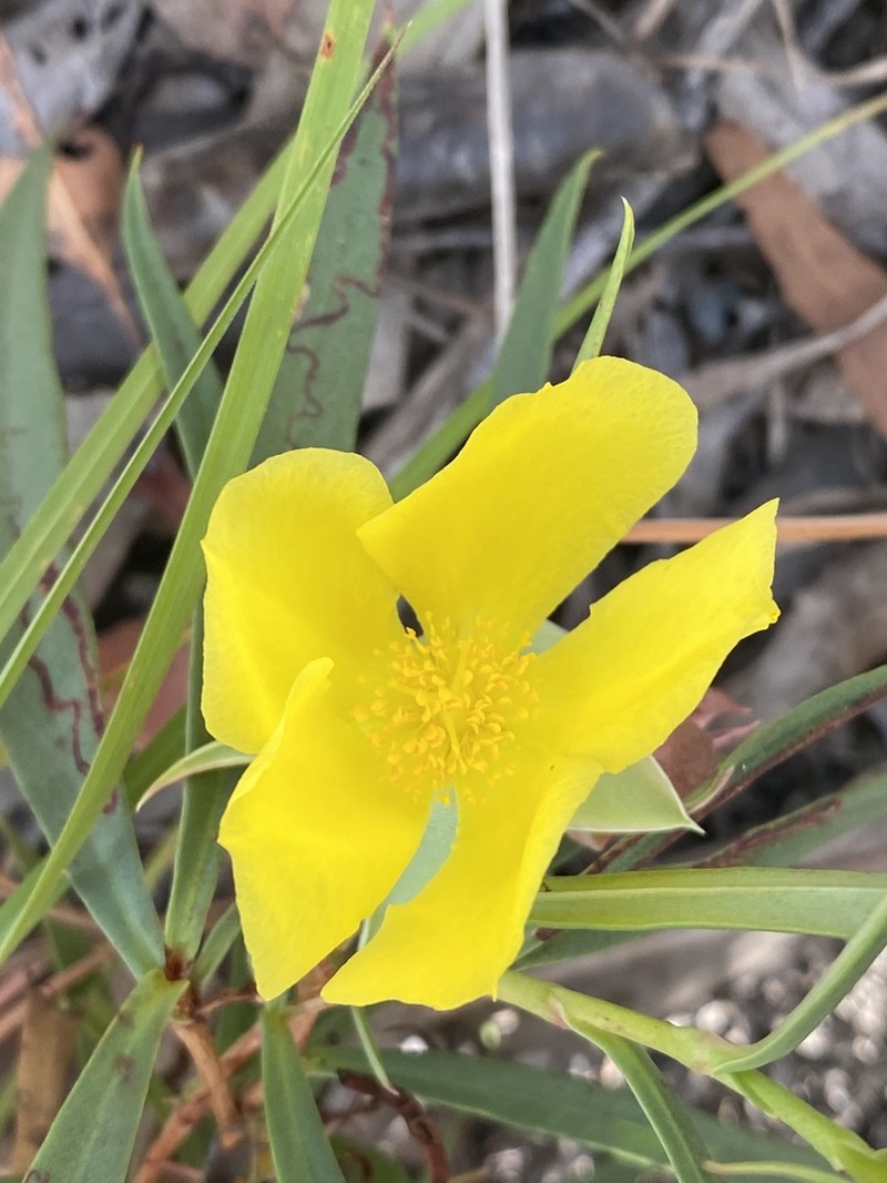 Hibbertia longifolia photo 4