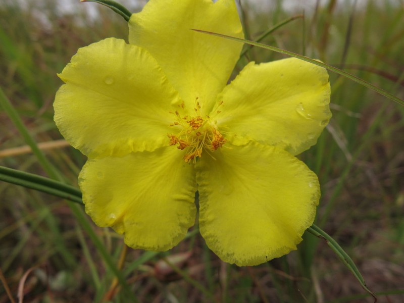 Hibbertia longifolia photo 5