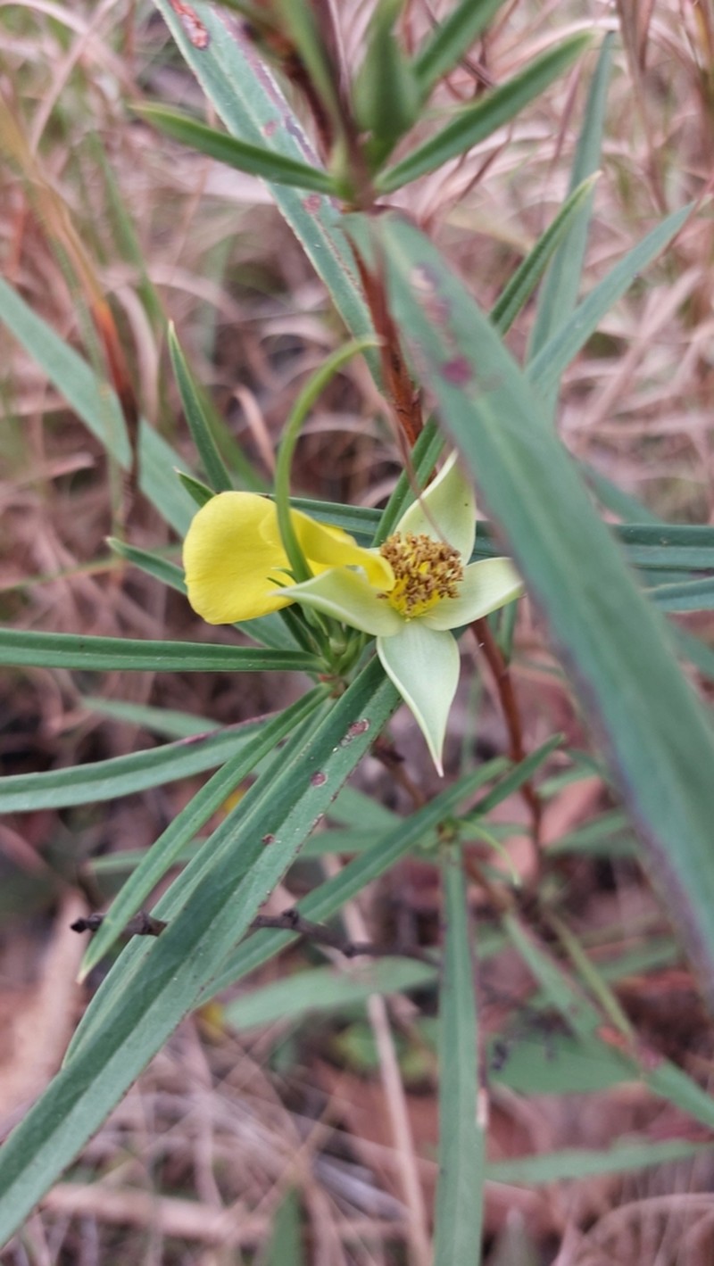 Hibbertia longifolia photo 6