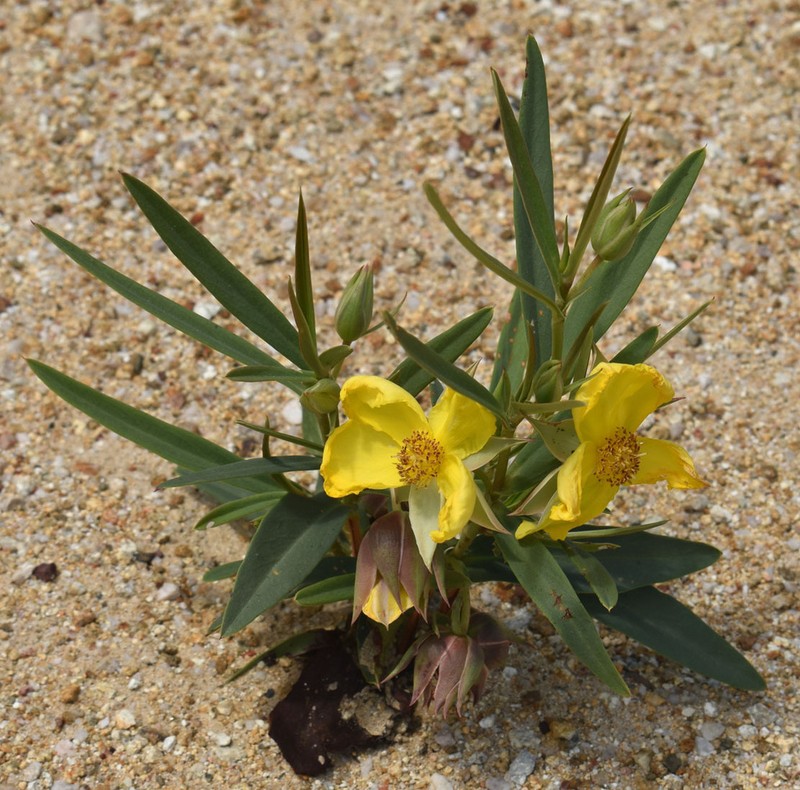 Hibbertia longifolia photo 7