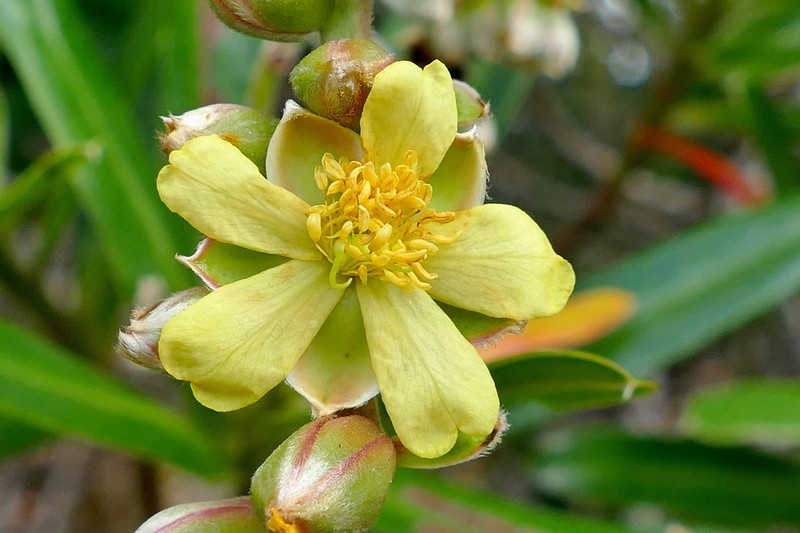 Hibbertia lucens