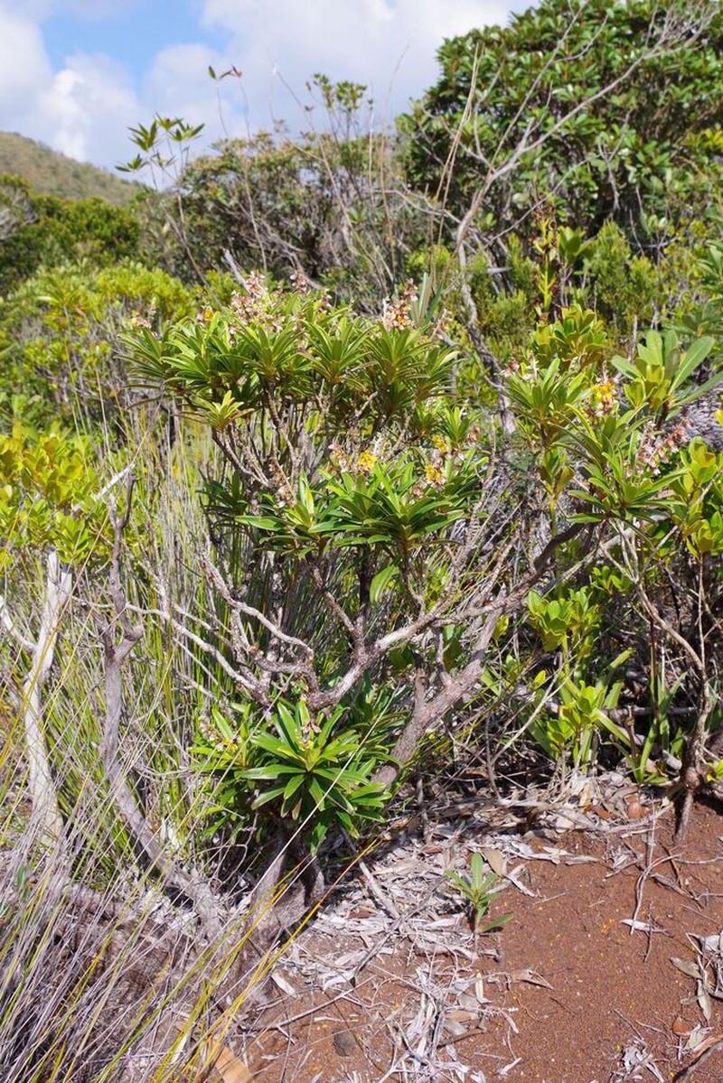 Hibbertia lucens photo 2
