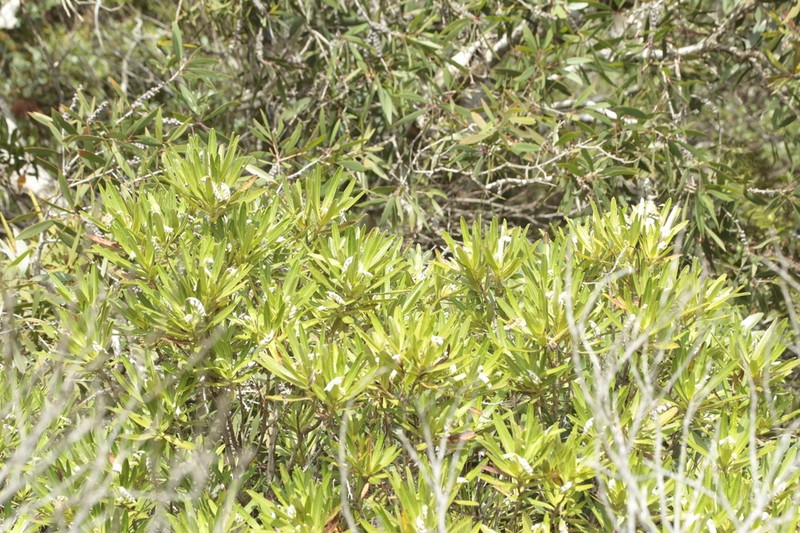 Hibbertia lucens photo 5
