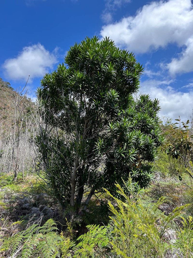 Hibbertia lucens photo 6