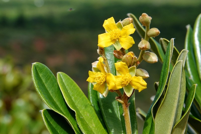 Hibbertia lucens photo 7