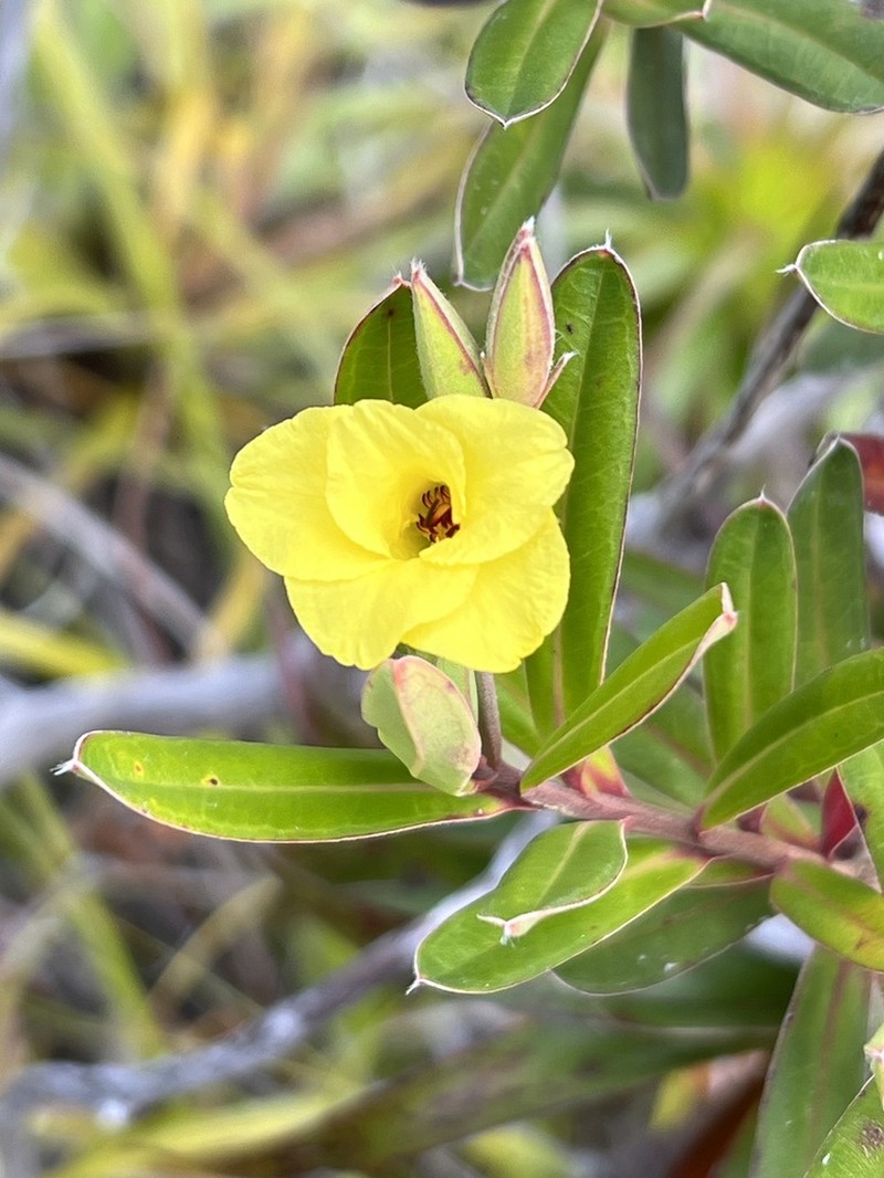 Hibbertia margaretiae