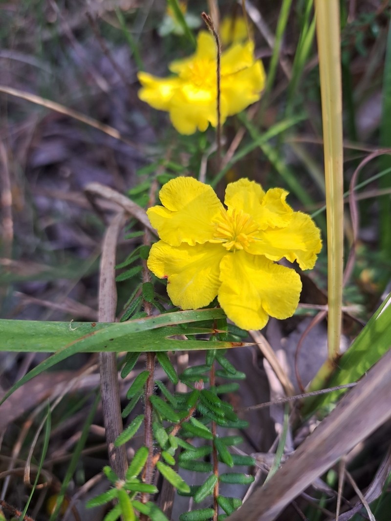 Hibbertia marginata