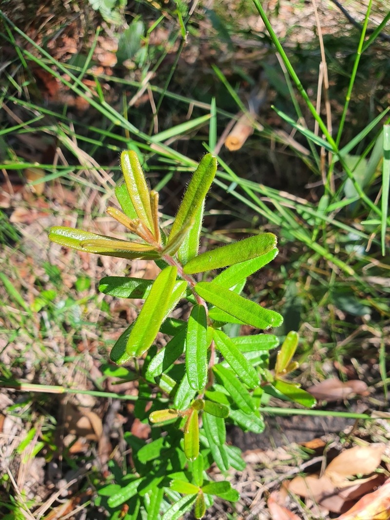 Hibbertia marginata photo 2