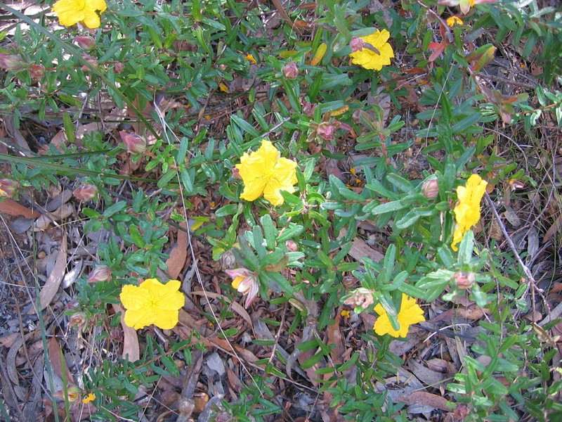 Hibbertia marginata photo 3