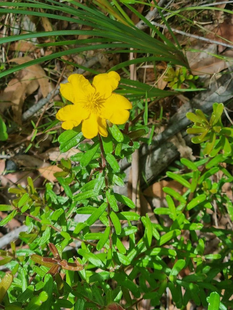 Hibbertia marginata photo 4