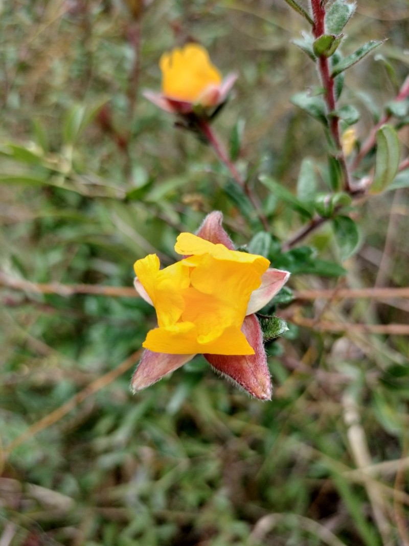 Hibbertia marginata photo 5