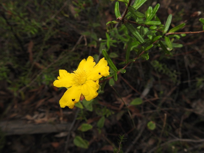 Hibbertia marginata photo 6