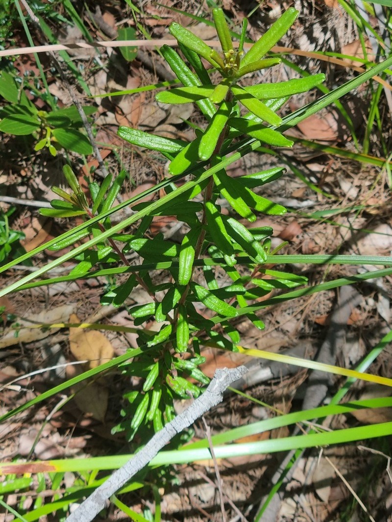Hibbertia marginata photo 7
