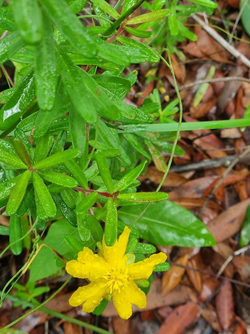 Hibbertia marginata photo 8