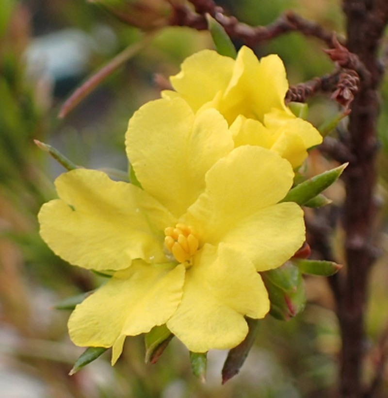 Hibbertia mathinnicola