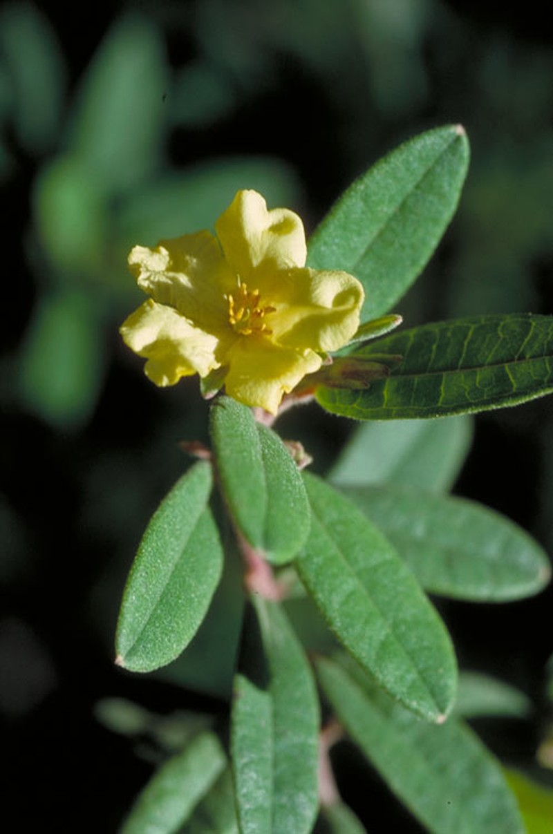 Hibbertia melhanioides
