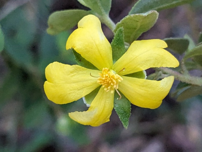 Hibbertia melhanioides photo 2