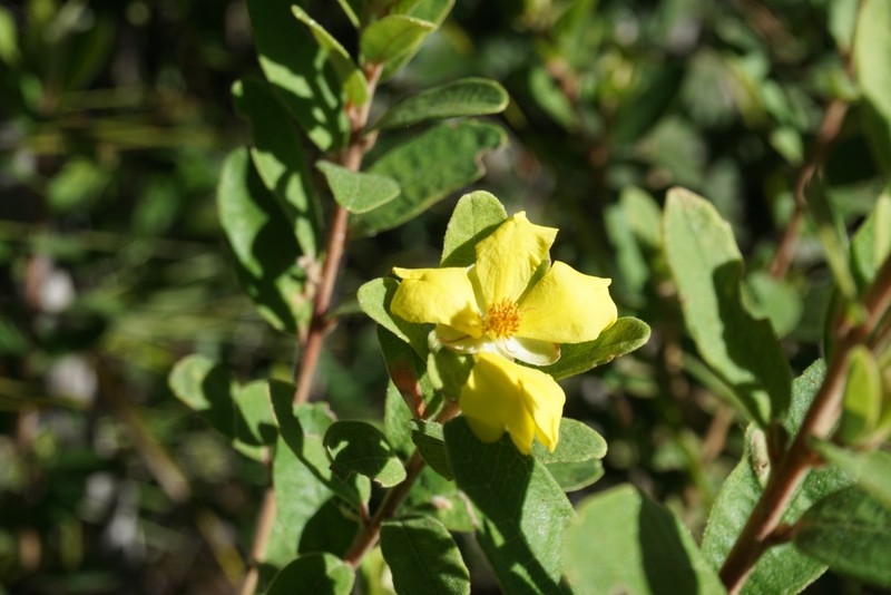 Hibbertia melhanioides photo 3