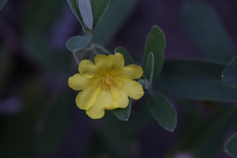 Hibbertia melhanioides photo 4