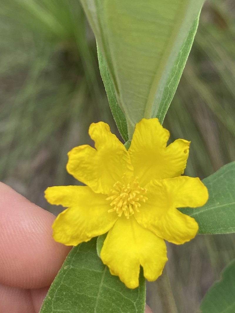 Hibbertia melhanioides photo 5