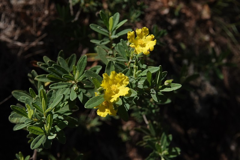 Hibbertia melhanioides photo 6