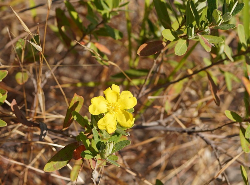 Hibbertia melhanioides photo 7