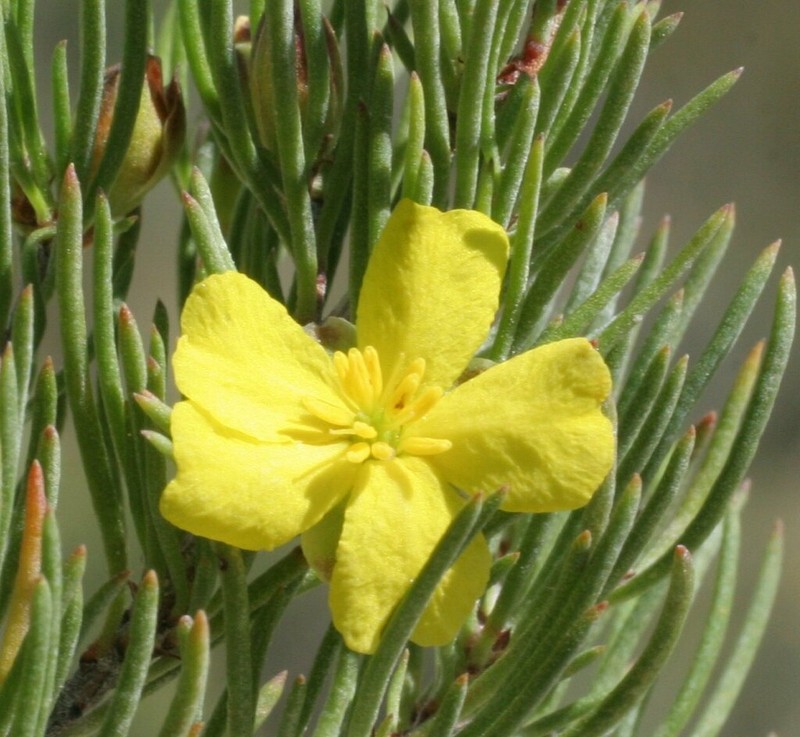Hibbertia meridionalis