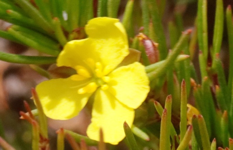 Hibbertia meridionalis photo 2